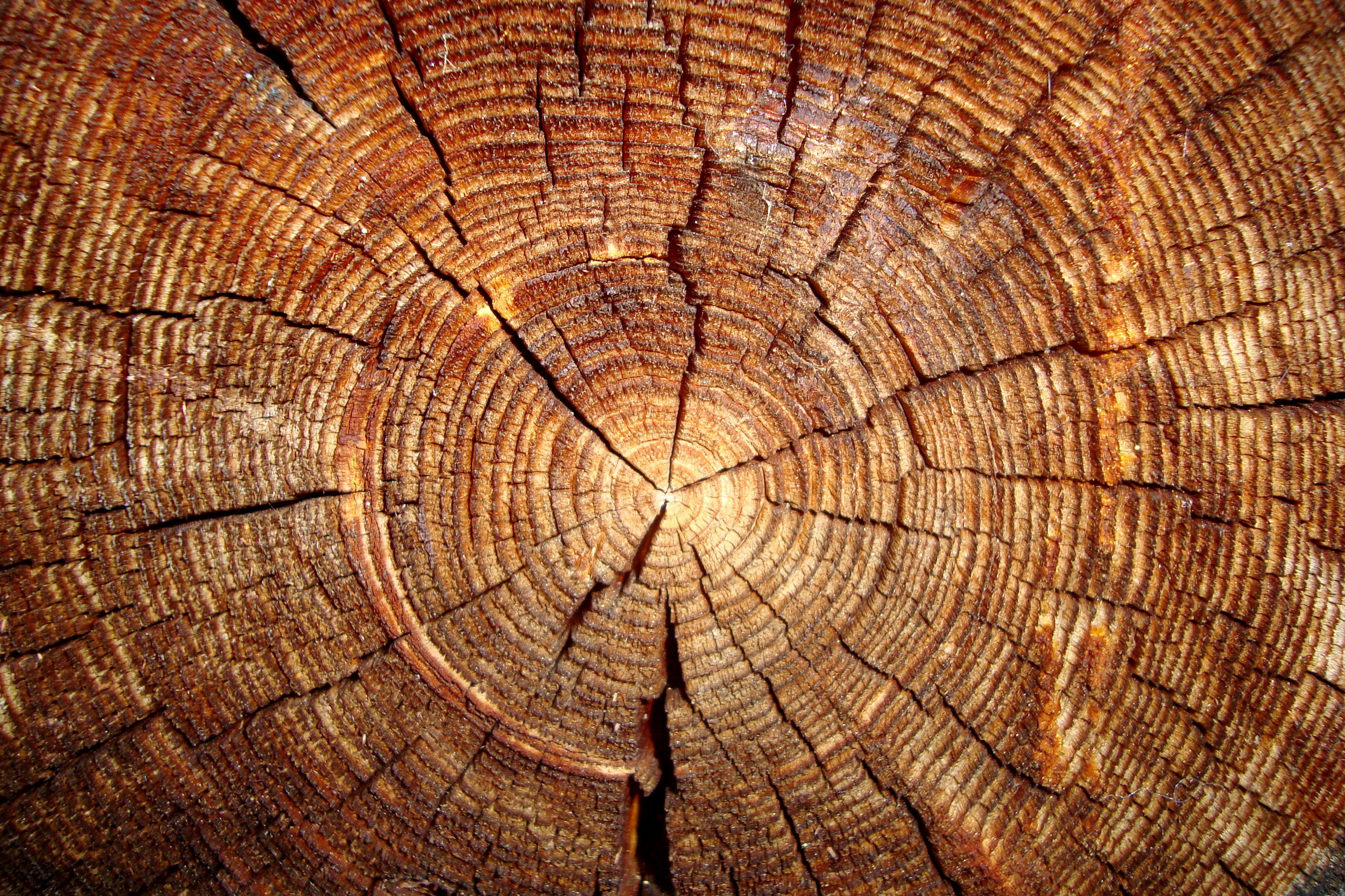 Wood, texture of wood and wood backgrounds for graphic design